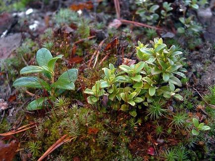 Cowberry - plantare și îngrijire