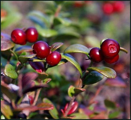 Cowberry - plantare și îngrijire