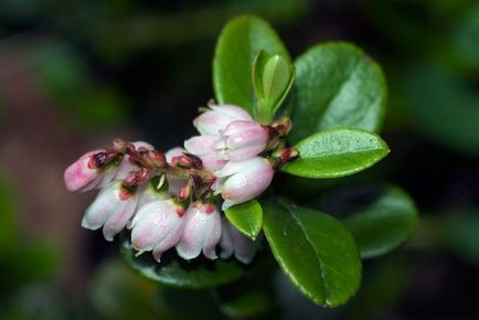 Cowberry - plantare și îngrijire