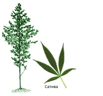 Canabis sativa (un fel de canabis sativa) - alte informații despre creștere - articole - totul despre creștere