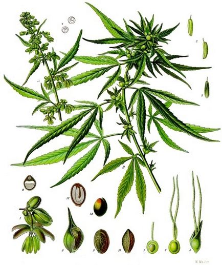 Canabis sativa (un fel de canabis sativa) - alte informații despre creștere - articole - totul despre creștere