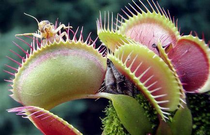 Чим і як харчуються рослини рослини, які харчуються комахами