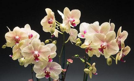 A takarmány orchideák otthon