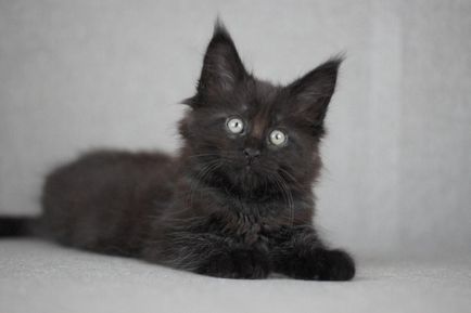 Чорний кіт, містика
