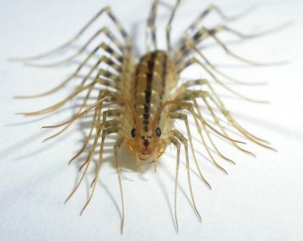 Dacă ai centipede în apartamentul tău