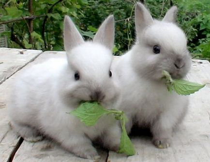 Що їдять декоративні кролики в домашніх умовах