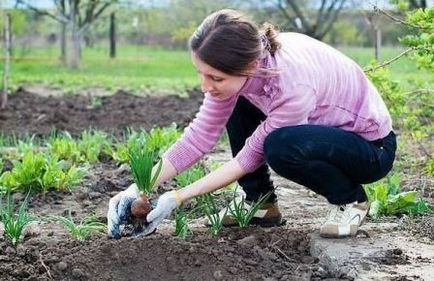 Ce poți să plantezi după usturoi pentru anul viitor