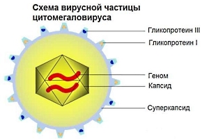 Цитомегаловірус (ЦМВ) що це за інфекція у дітей і дорослих