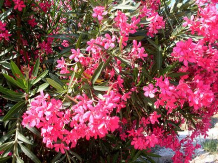 Oleander de îngrijire a florilor la domiciliu și în creștere