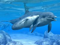 Delfinii, pericolul delfinului bottlenos, experiența comunicării, agresiunea latentă, vocea luptei, conducerea, dinții,