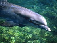 Delfinii, pericolul delfinului bottlenos, experiența comunicării, agresiunea latentă, vocea luptei, conducerea, dinții,