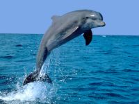Дельфіни, небезпека афаліна, досвід спілкування, прихована агресія, голос битва, лідерство, зуби, удар