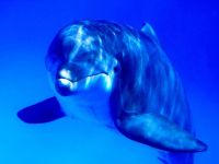 Delfinii, pericolul delfinilor bottlenose, experiența comunicării, agresiunea care stă la baza, vocea bătăliei, conducerea, dinții,