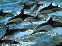 Delfinii, pericolul delfinilor bottlenose, experiența comunicării, agresiunea care stă la baza, vocea bătăliei, conducerea, dinții,