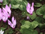 Zece dintre cele mai bune plante pentru gradina de rock - flori alpine