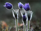 Zece dintre cele mai bune plante pentru gradina de rock - flori alpine