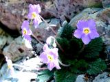 Десятка кращих рослин для альпінарію - альпійське квітникарство