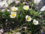 Tíz legjobb növények sziklakert - Alpine virág