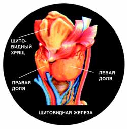 Дієта для щитовидної залози, наука і життя