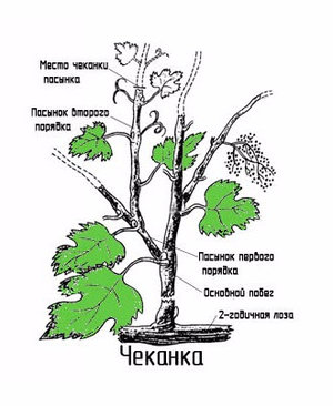 Для чого потрібна і як робити чеканку винограду