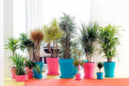 Dracaena грижи marginata у дома, трансплантация, заболявания снимка