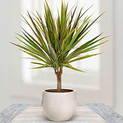 Dracaena marginata otthoni gondozást, transzplantáció, betegségek fotó