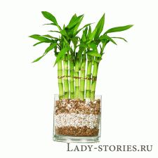 Sander Dracaena или късмет бамбук грижи у дома