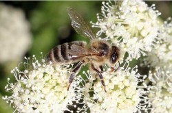 Gyagilev méz - hasznos tulajdonságok és ellenjavallatok évfolyam