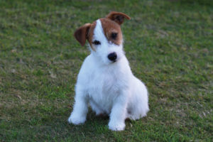 Jack Russell Terrier, descrierea și caracteristicile rasei