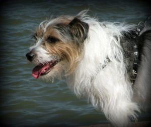Jack Russell Terrier, descrierea și caracteristicile rasei