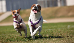 Jack Russell Terrier, descrierea și caracteristicile rasei