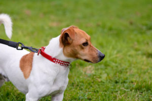 Jack Russell Terrier, descrierea și caracteristicile rasei