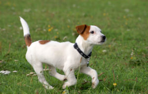 Jack Russell Terrier, descrierea și caracteristicile rasei