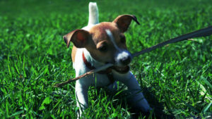 Jack Russell Terrier, descrierea și caracteristicile rasei