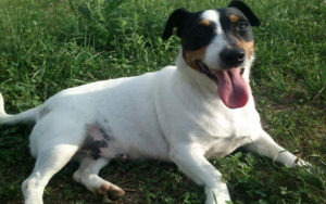 Jack Russell Terrier, descrierea și caracteristicile rasei