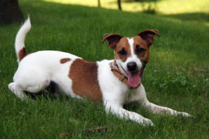 Jack Russell Terrier, descrierea și caracteristicile rasei