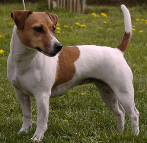 Jack Russell Terrier, descrierea și caracteristicile rasei