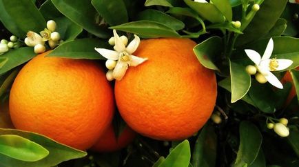 Ефірна олія апельсина для ванни і масажу