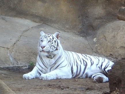 Ekaterinburg Zoo, Ekaterinburg