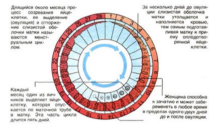 Ендометрій норма по днях циклу (таблиця)