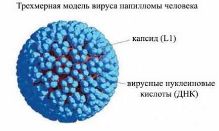 Ерозія шийки матки і ВПЛ