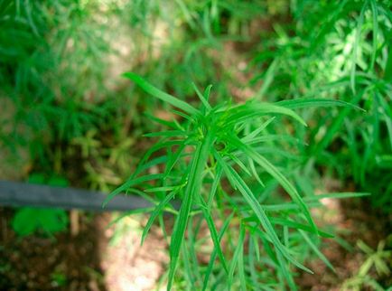 Cultivarea plantelor în seră, varietăți, plantare și îngrijire, boli și tratamentul lor foto - eetplitsa