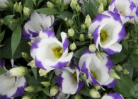 Normele Eustoma pentru cultivare, îngrijire, reproducere, boli și dăunători