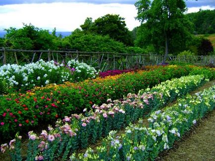 Normele Eustoma pentru cultivare, îngrijire, reproducere, boli și dăunători