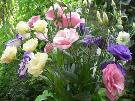 Eustoma szabályok a termesztés, gondozás, tenyésztés, betegségek és kártevők (ellátás) Eustoma szabályai termesztés, gondozás, tenyésztés, betegségek és kártevők