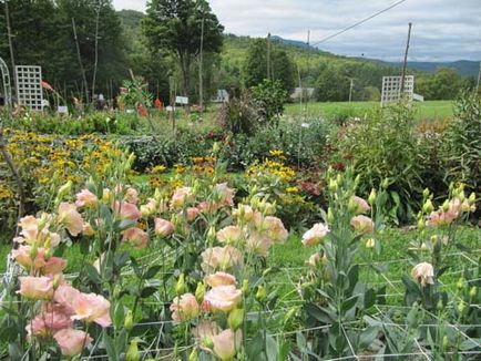 Normele Eustoma pentru cultivare, îngrijire, reproducere, boli și dăunători