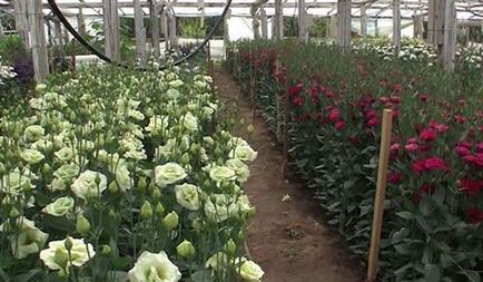 Normele Eustoma pentru cultivare, îngrijire, reproducere, boli și dăunători