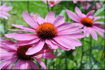 Echinacea tea hogyan kell bevenni, utasítások