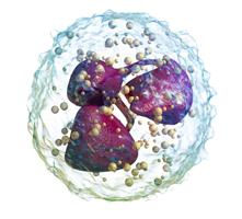 Fagocitózis - fő mechanizmusa az immunrendszer