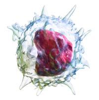 Fagocitoza este mecanismul principal al sistemului imunitar